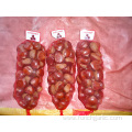 New Crop High Quality Chestnut